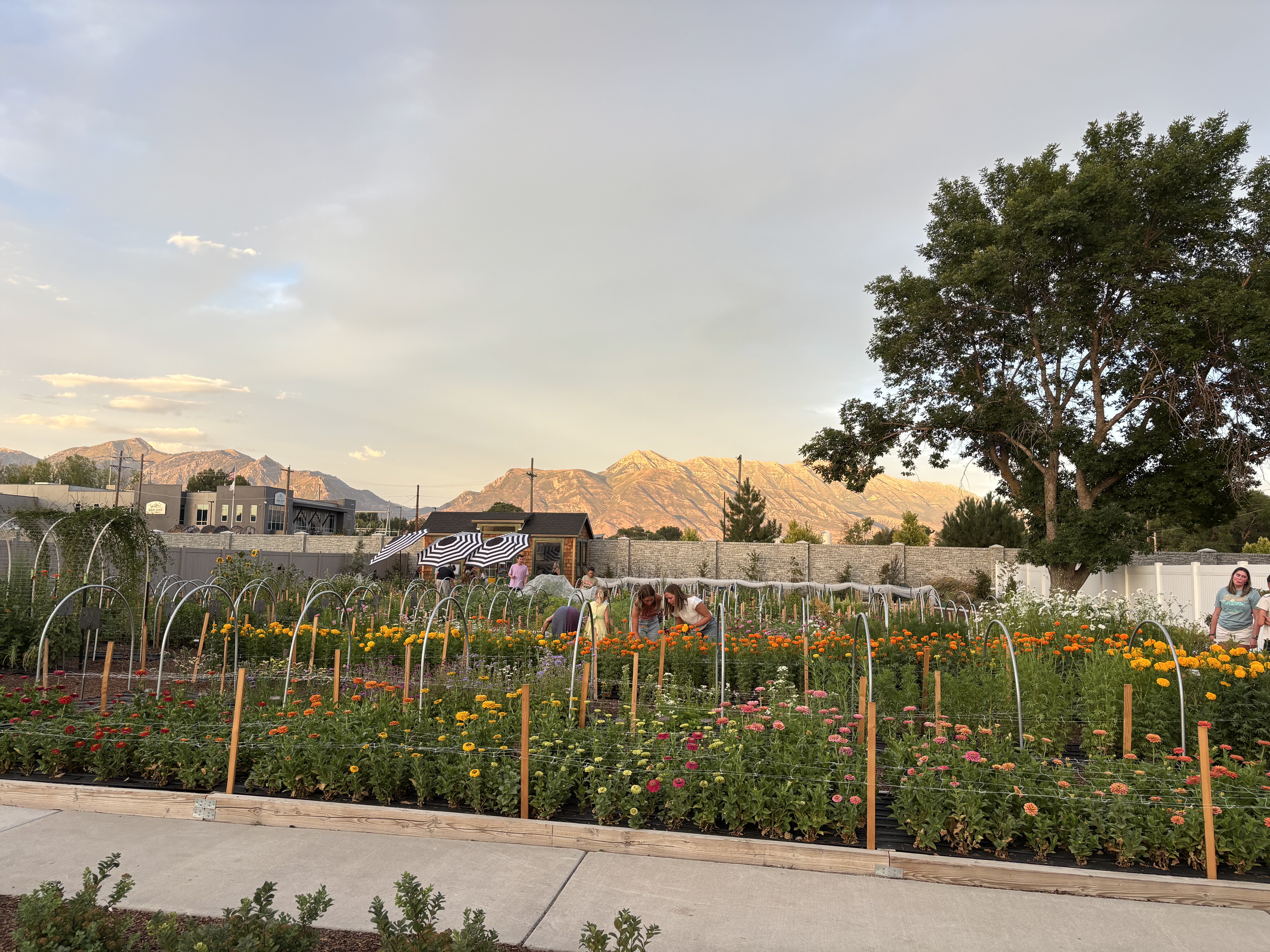 Rows of pink zinnias and purple larkspur leading toward a white barn at golden hour.