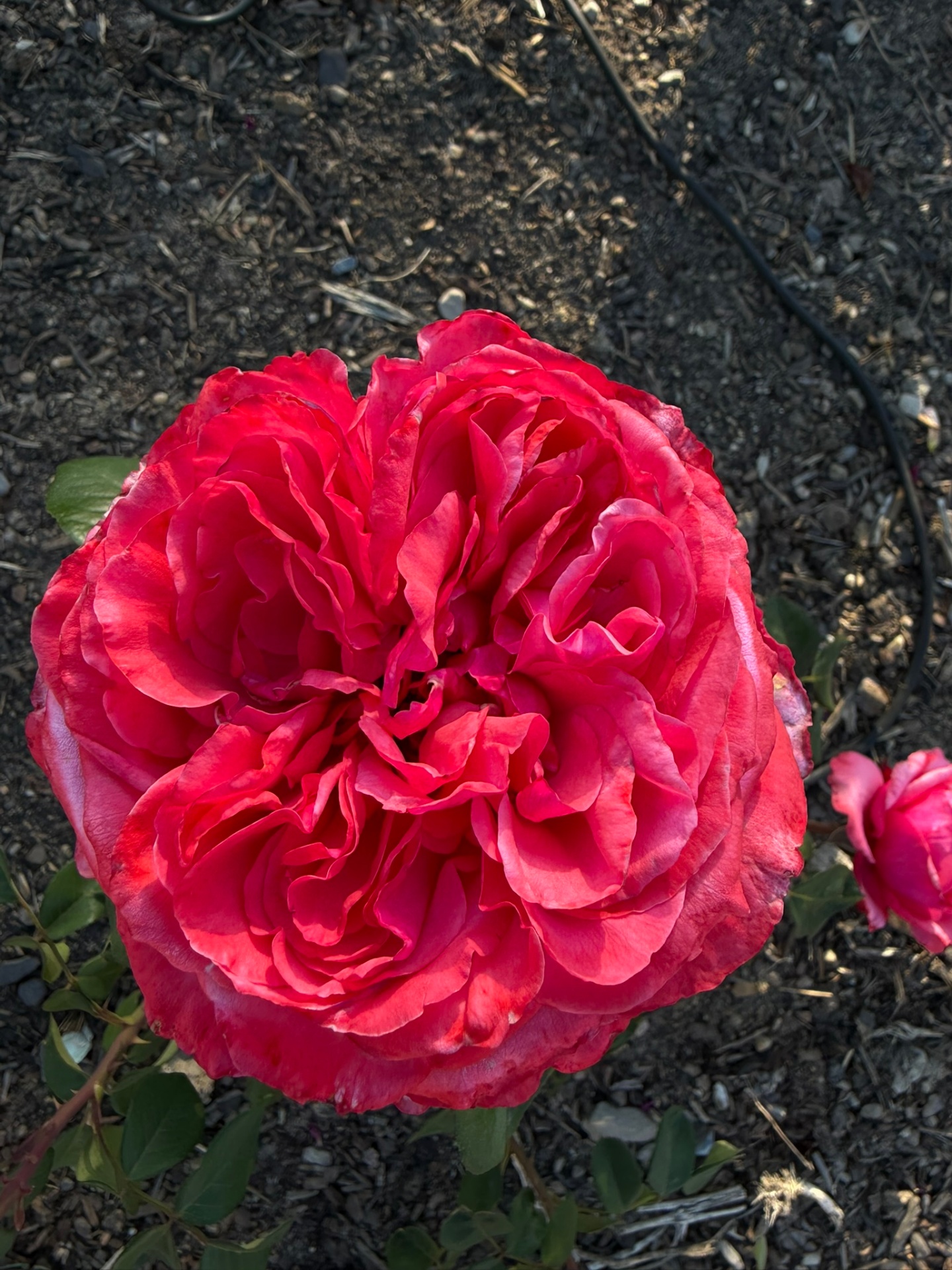 A vibrant red garden rose in full bloom.